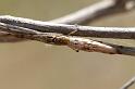 Tetragnatha_demissa_D4203_Z_88_Alexandra hills Brisbane_Australie